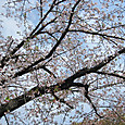 センターの前の桜