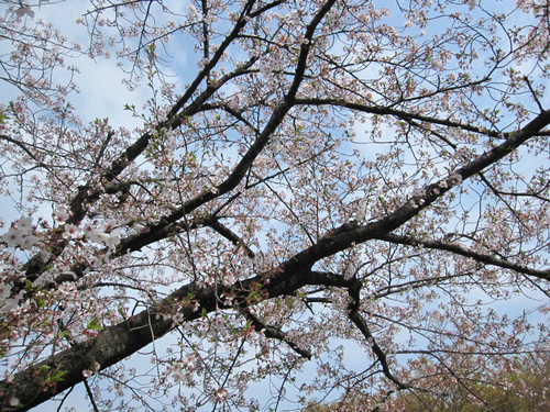 センターの前の桜
